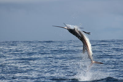 Sailfish in Cabo